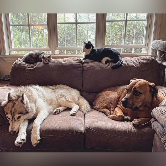 🦊 SORE IS LIVE! 🦊 - Picture 8 of 15